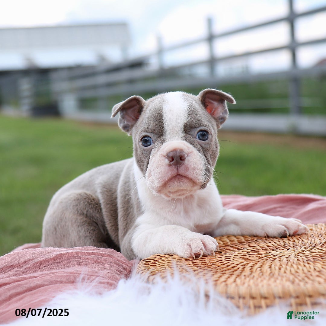 Boston Terrier dogs for sale: Darla - Image 1