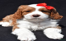 Mini Goldendoodle dogs for sale: Rocky - Image 1