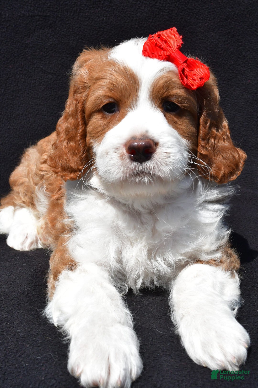 Mini Goldendoodle dogs for sale: Rocky - Image 1