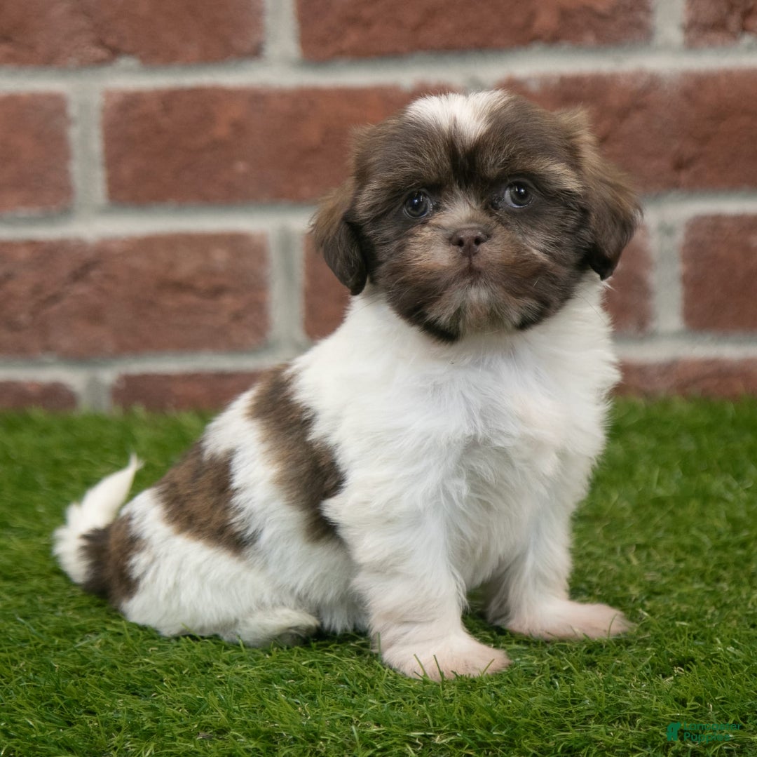 Shih Tzu dogs for sale: Sophia - Image 6