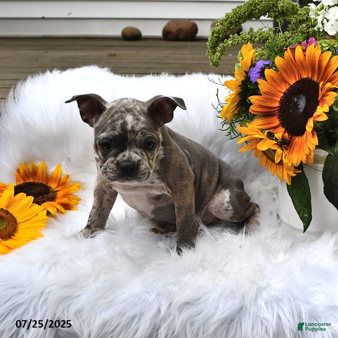 Frenchton dogs for sale: Parker - Image 15
