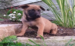 Belgian Malinois dogs for sale: Josie - Image 2