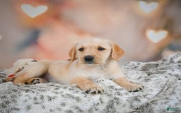 Goldendoodle dogs for sale: Reeses - Image 7