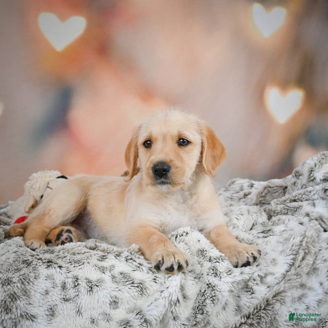 Goldendoodle dogs for sale: Reeses - Image 7