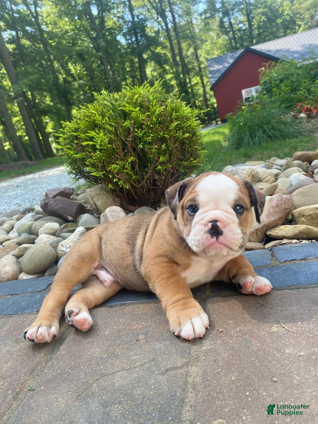 English Bulldog dogs for sale: Donnie - Image 6