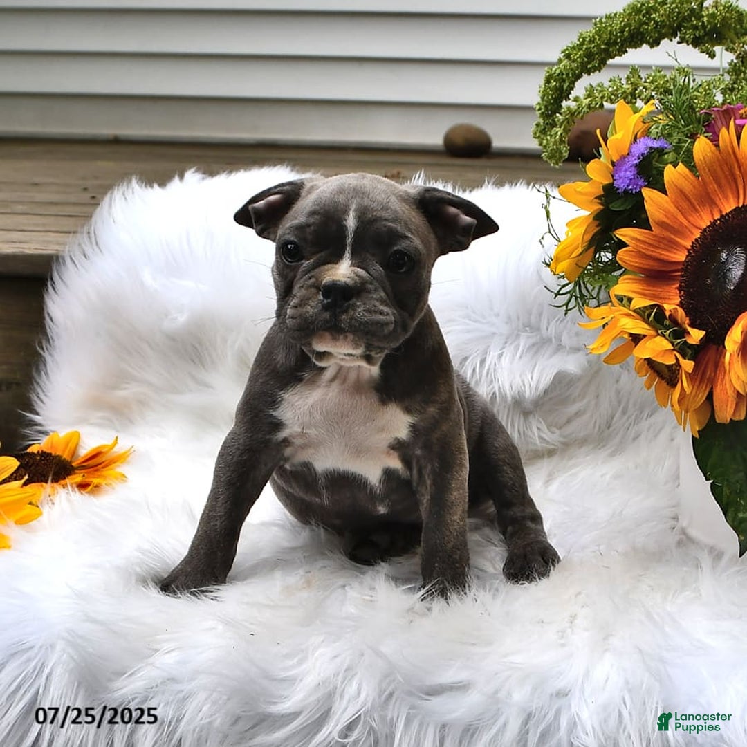 Frenchton dogs for sale: Ranger - Image 14
