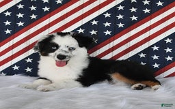 Miniature Australian Shepherd dogs for sale: Axel Toy - Image 38