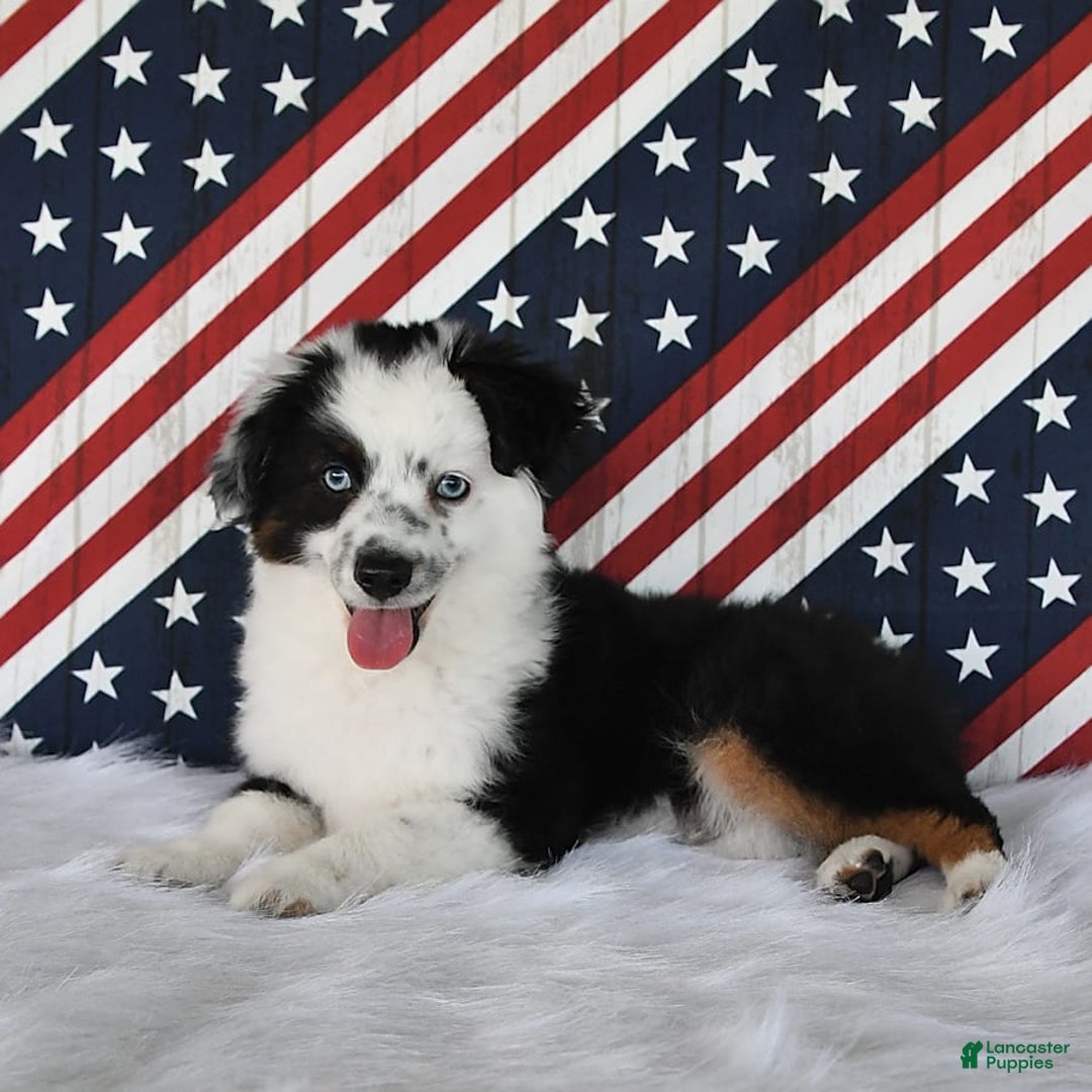 Miniature Australian Shepherd dogs for sale: Axel Toy - Image 38