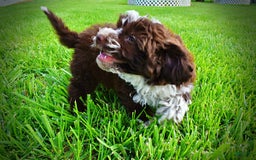 Havapoo dogs for sale: Valor - Image 7