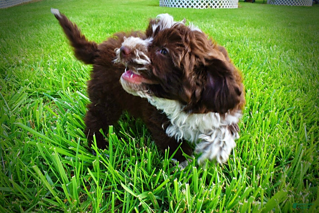 Havapoo dogs for sale: Valor - Image 7