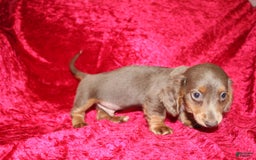 Miniature Dachshund dogs for sale: Bingo - Image 34