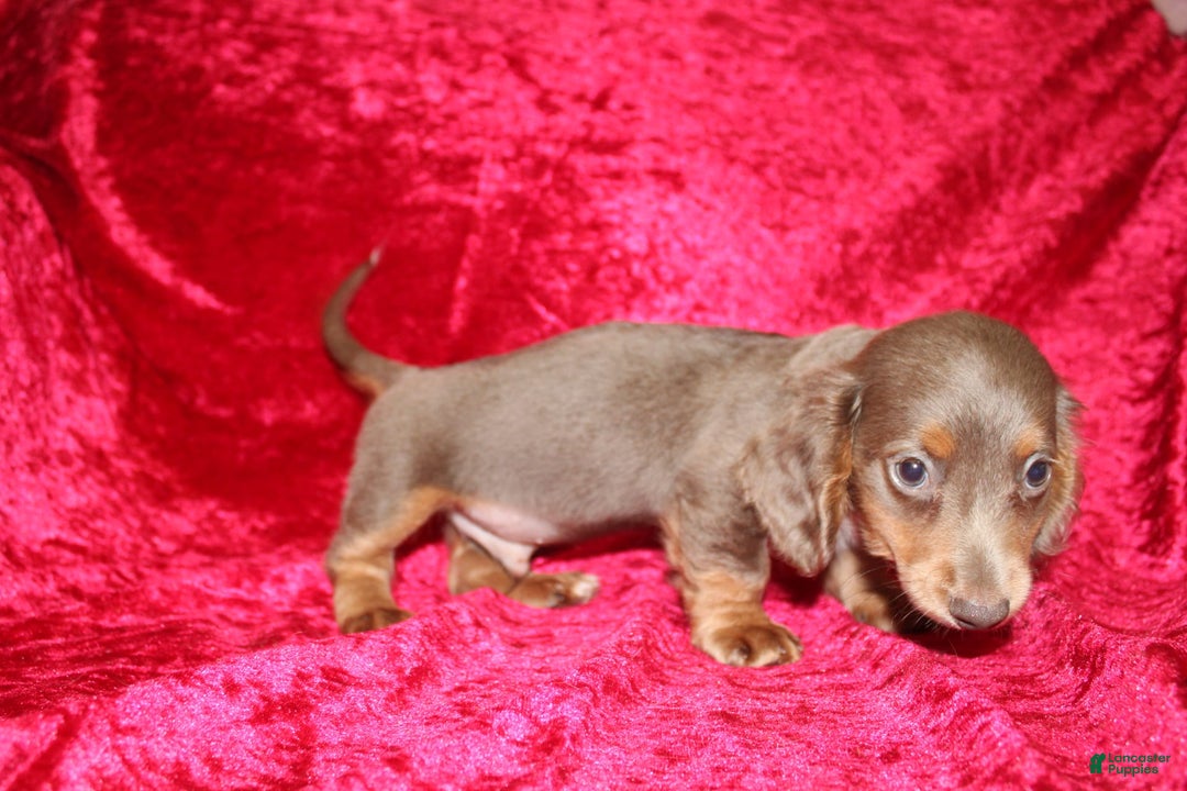 Miniature Dachshund dogs for sale: Bingo - Image 34