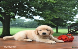 Golden Retriever dogs for sale: Golden Retriever 8 puppies - Image 18