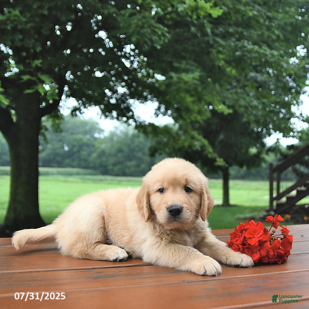 Golden Retriever dogs for sale: Golden Retriever 8 puppies - Image 18