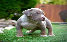 American Bully dogs for sale: Lilac tri boy - Image 2