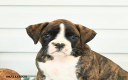 Boxer dogs for sale: Rufus - Image 5