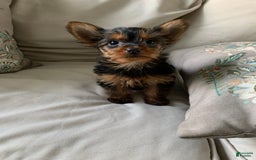 Yorkshire Terrier dogs for sale: Nala - Image 3