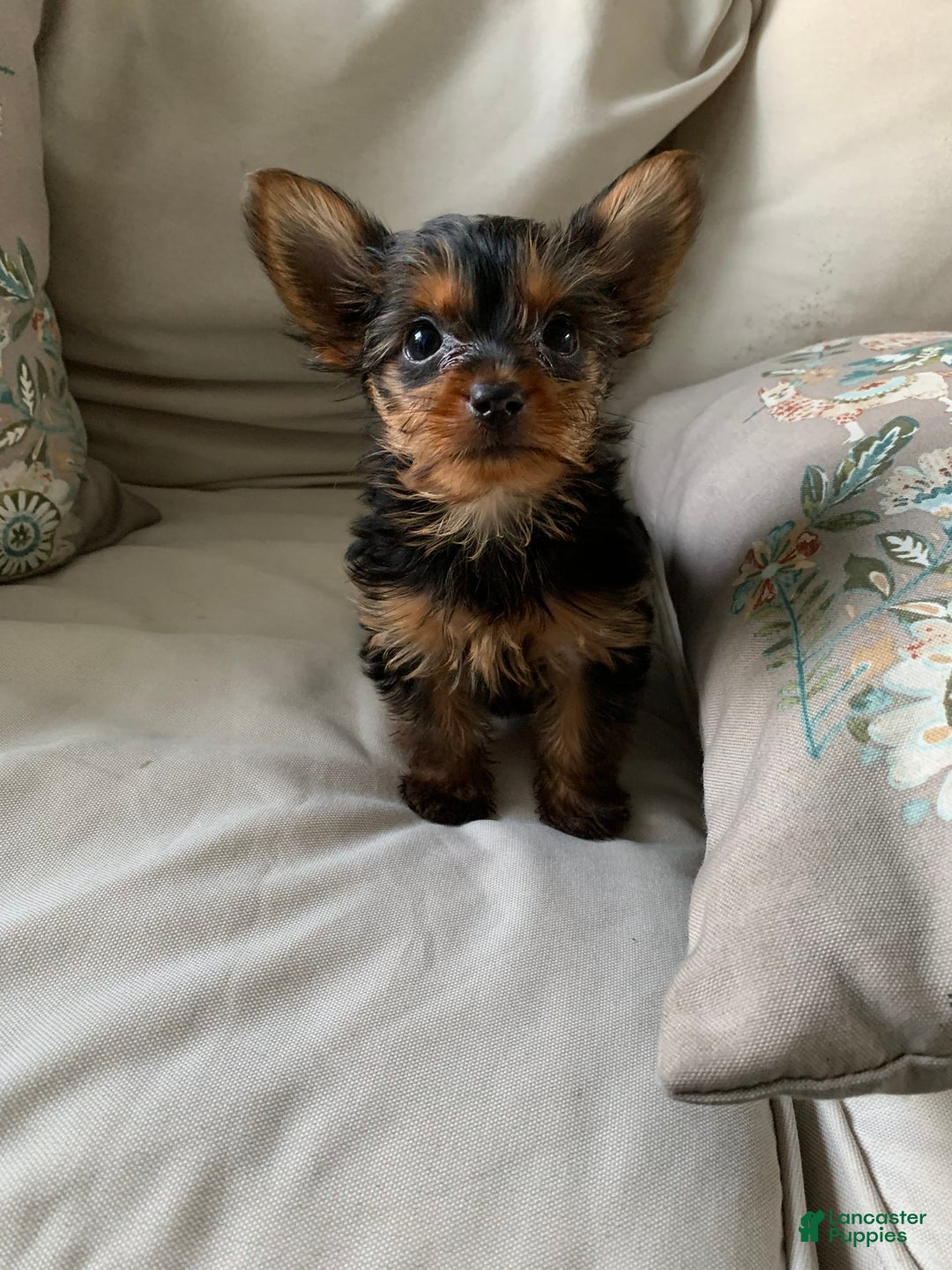 Yorkshire Terrier dogs for sale: Nala - Image 3