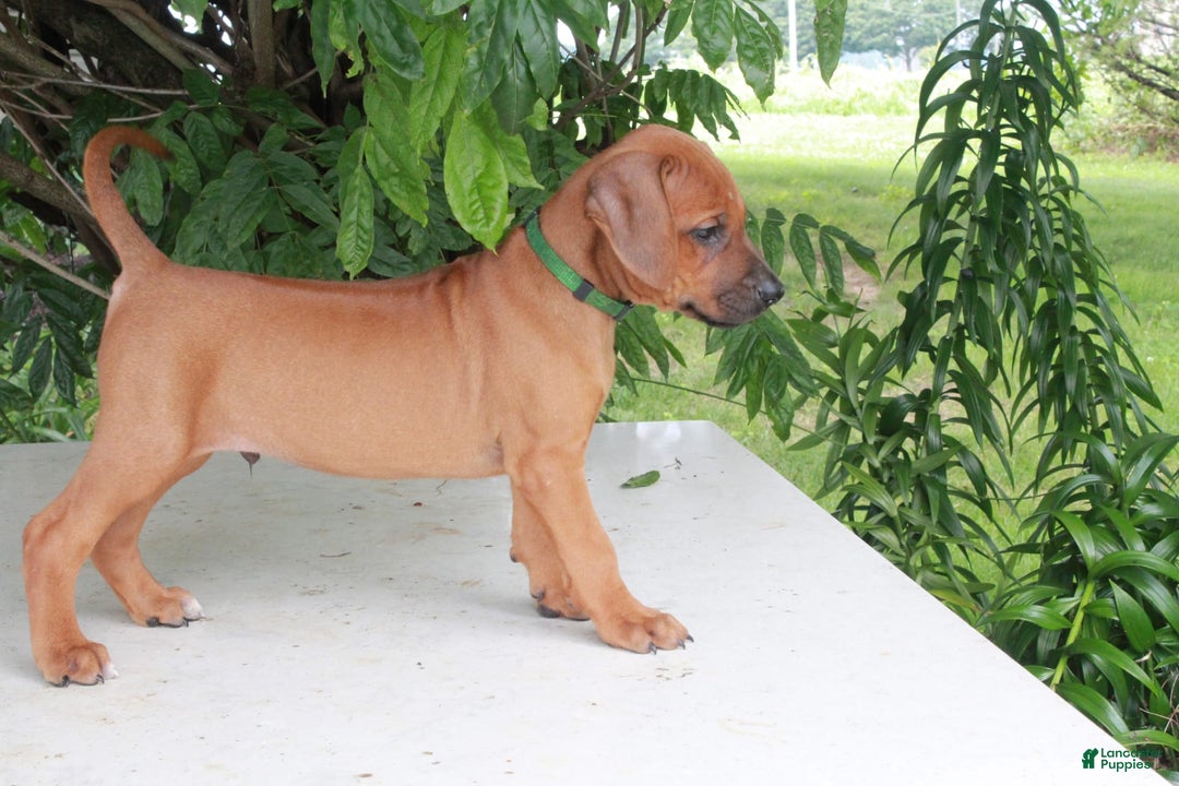 Rhodesian Ridgeback dogs for sale: Grady - Image 2