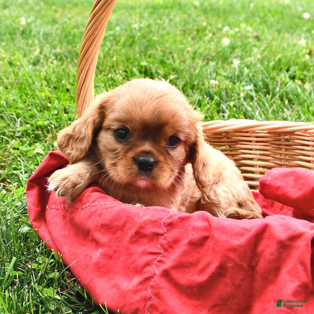 Cavalier King Charles Spaniel dogs for sale: Flossie - Image 7