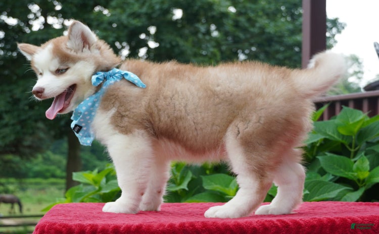 Siberian Husky dogs for sale - Ad 2