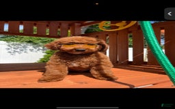 Miniature Poodle dogs for sale: Princeton - Image 4