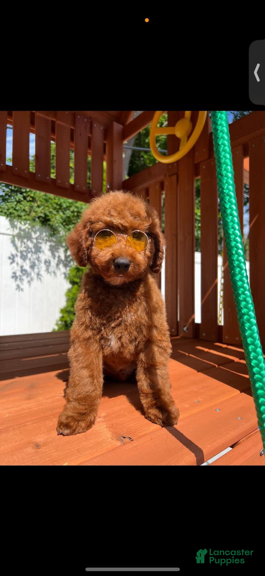 Miniature Poodle dogs for sale: Princeton - Image 4
