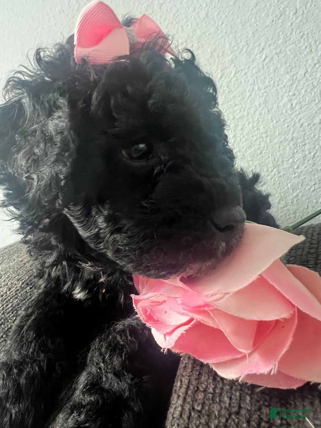 Aussiedoodle dogs for sale: Luna - Image 5