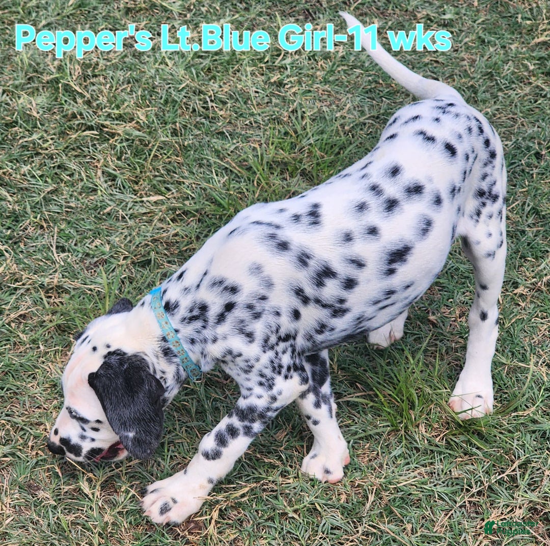 Dalmatian dogs for sale: Peppers Lt. Blue Girl - Image 7