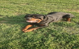 Rottweiler dogs for sale: Brown - Image 9