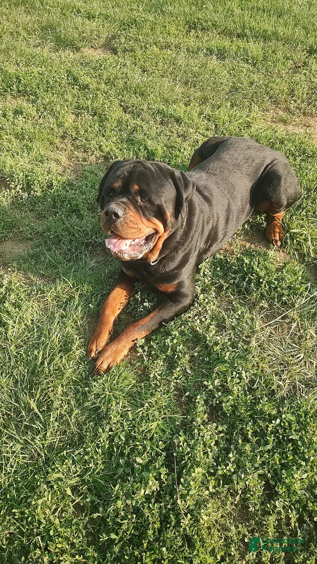 Rottweiler dogs for sale: Brown - Image 9