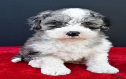 Cavapoo dogs for sale: Reeses - Image 1