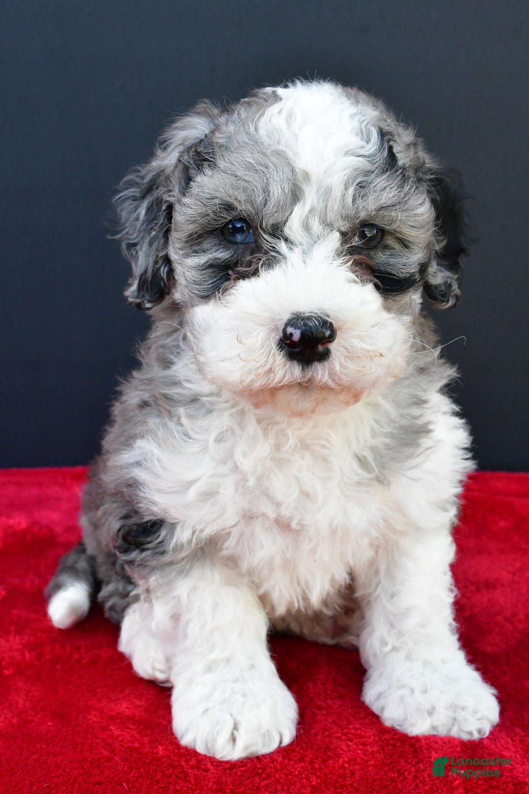 Cavapoo dogs for sale: Reeses - Image 1