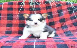 Welsh Corgi Pembroke dogs for sale: Scout - Image 5
