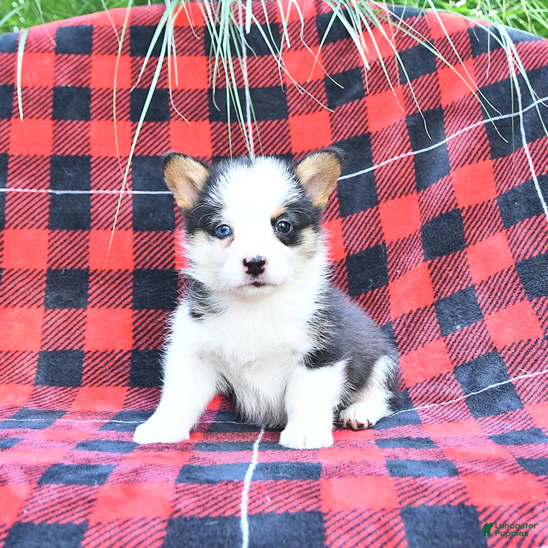 Welsh Corgi Pembroke dogs for sale: Scout - Image 5
