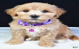 Maltipoo dogs for sale: Beth - Image 5