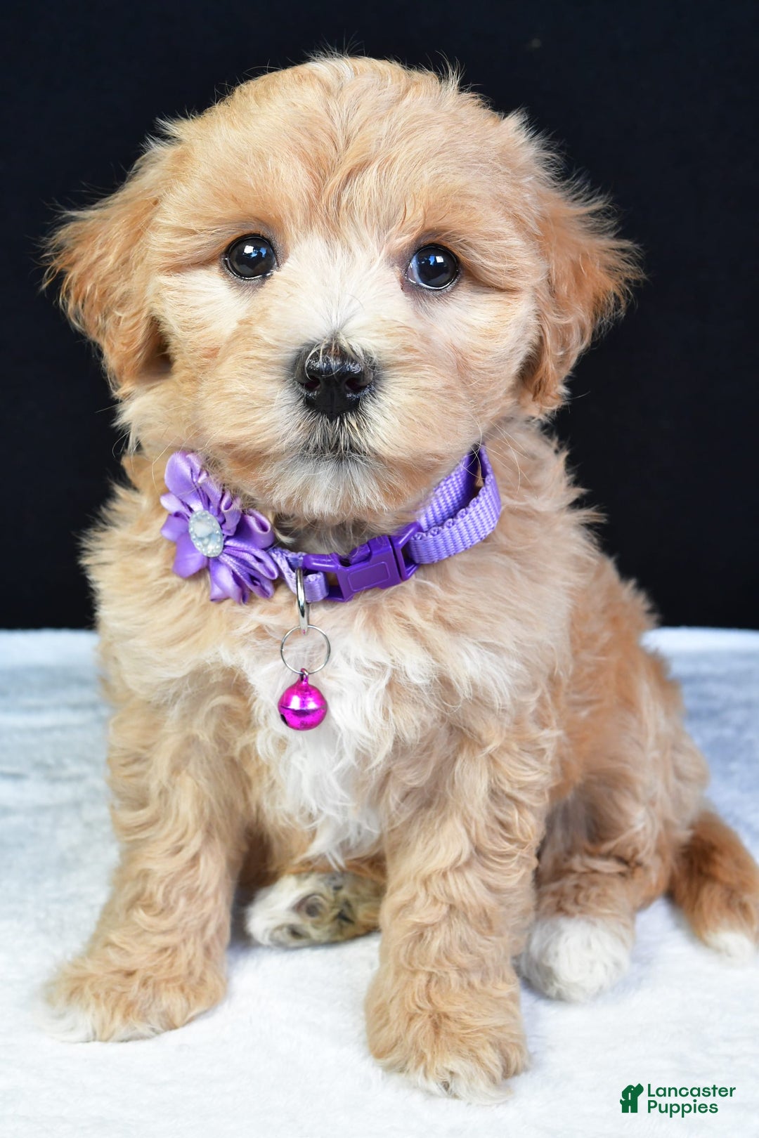 Maltipoo dogs for sale: Beth - Image 5