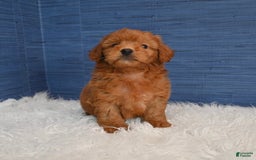 Cavapoo dogs for sale: Dakota - Image 3