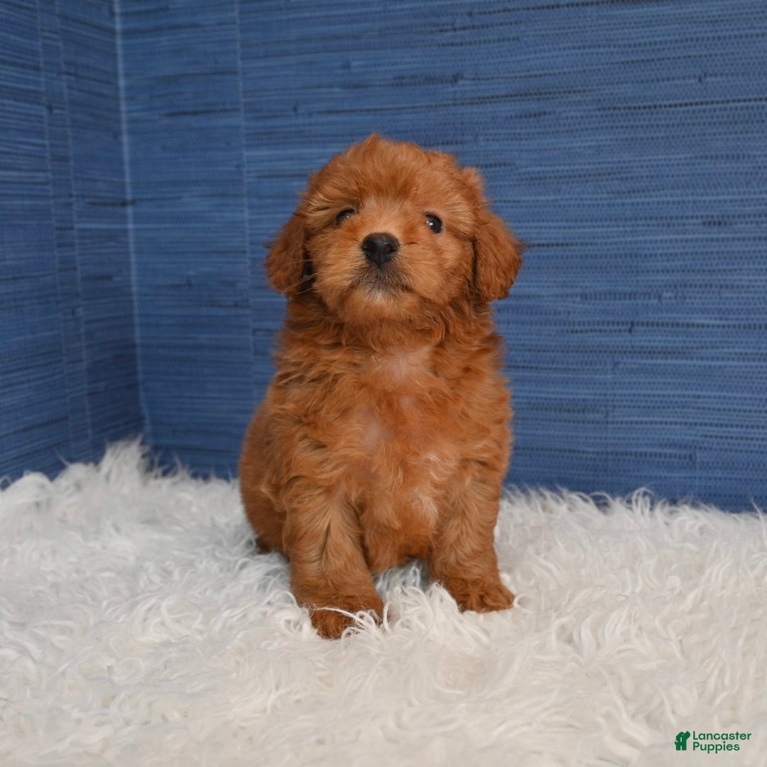 Cavapoo dogs for sale: Dakota - Image 3