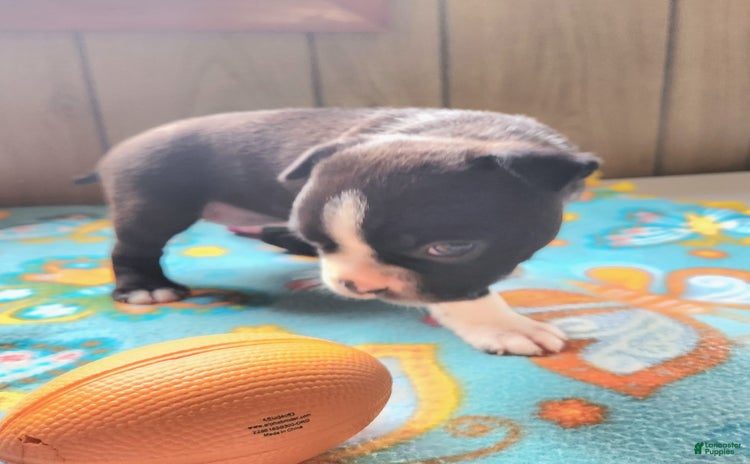 Boston Terrier dogs for sale - Ad 4