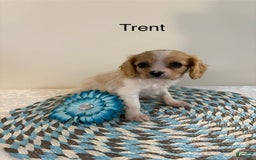 Cavalier King Charles Spaniel dogs for sale: Trent - Image 1
