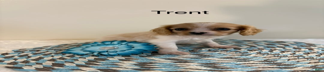 Trent