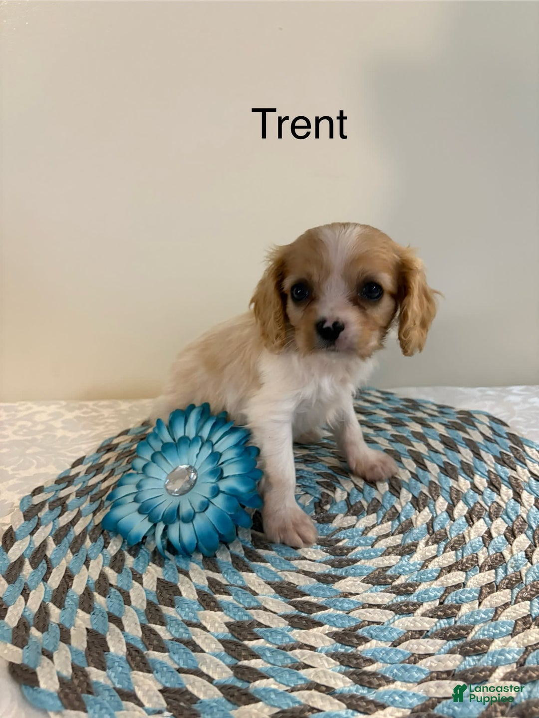 Cavalier King Charles Spaniel dogs for sale: Trent - Image 1