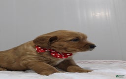 Golden Retriever dogs for sale: Amber - Image 15