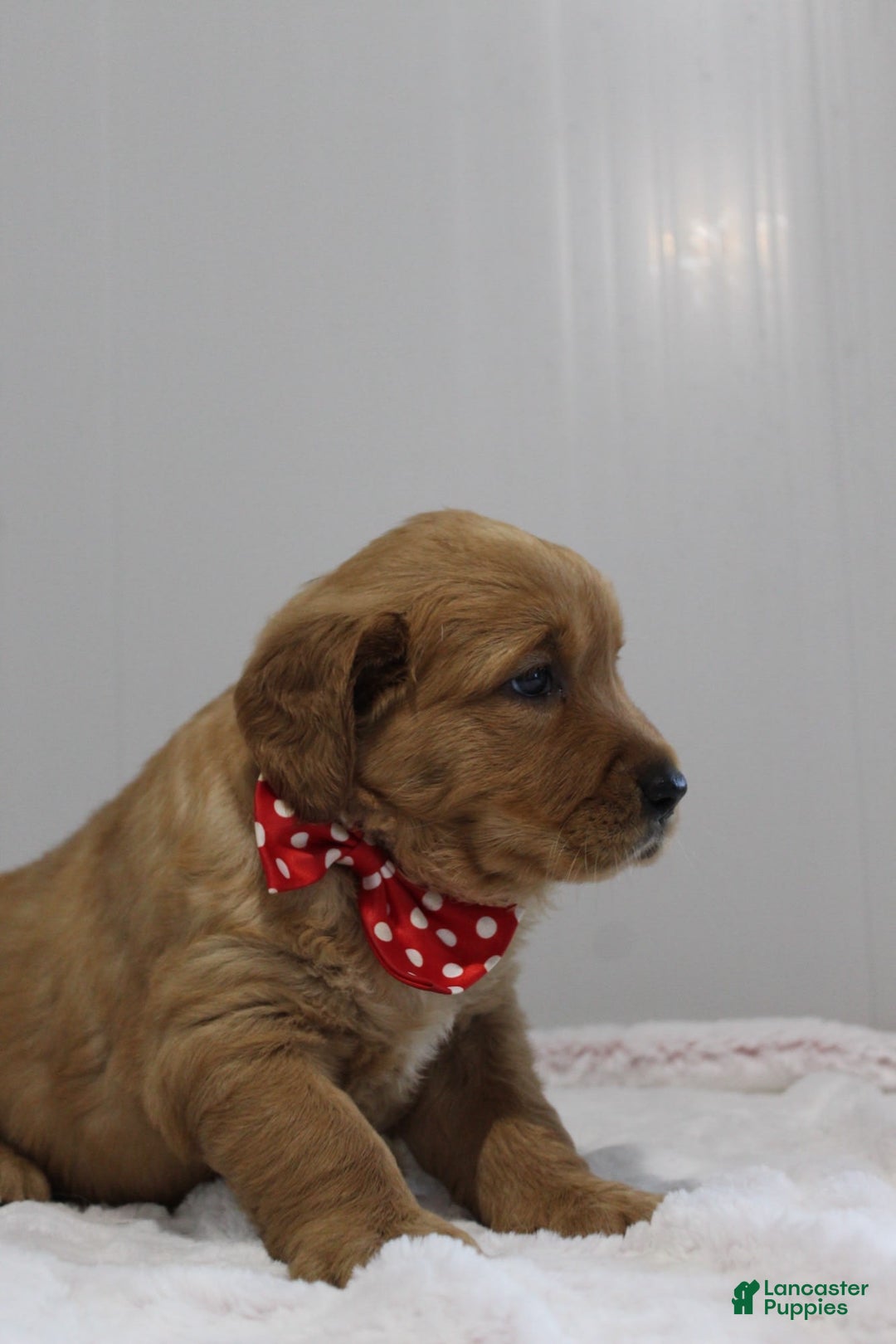 Golden Retriever dogs for sale: Amber - Image 15
