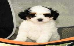 Cavapoo dogs for sale: Puncho - Image 7
