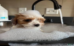 Cavachon dogs for sale: Ollie - Image 4