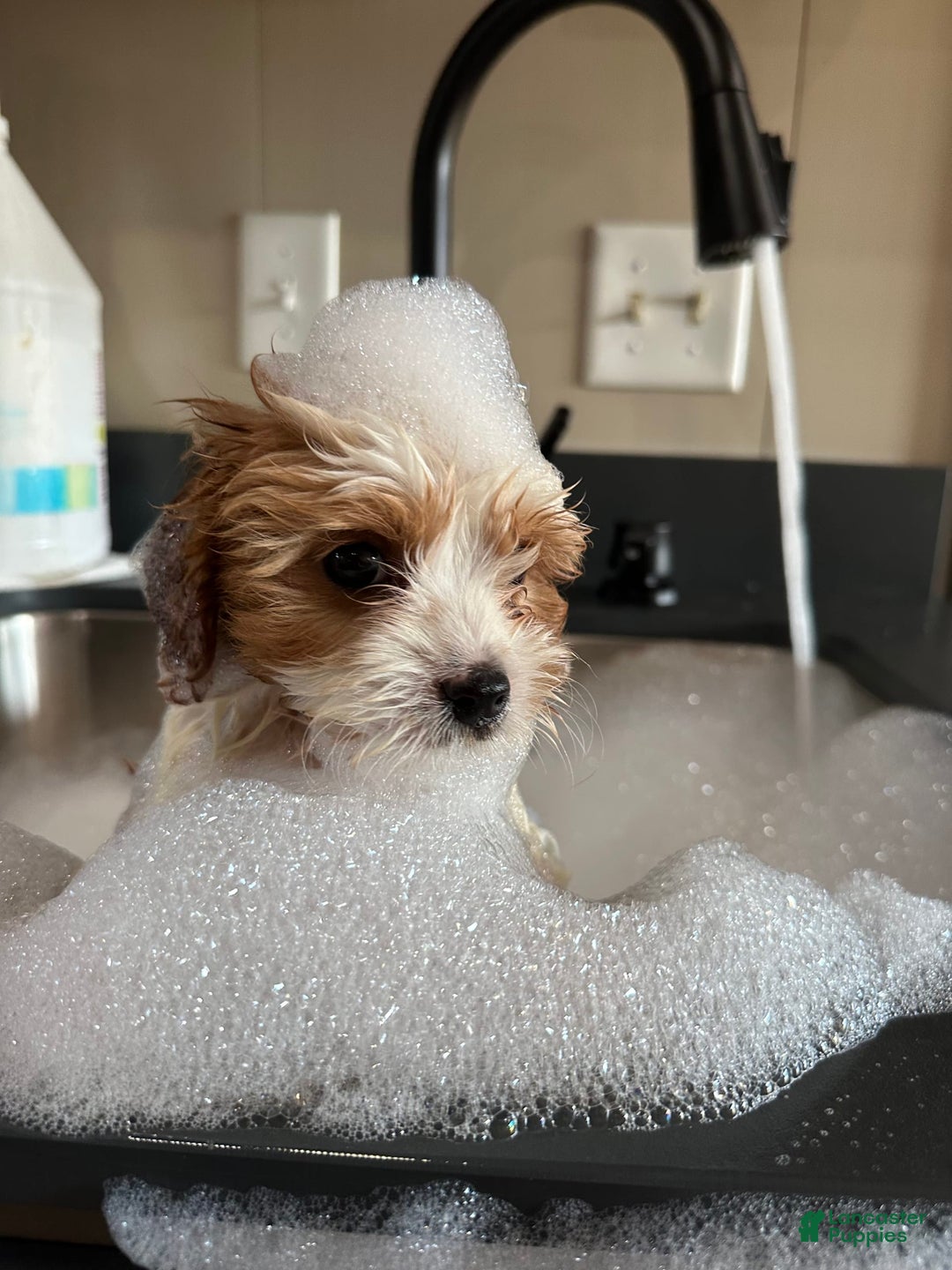 Cavachon dogs for sale: Ollie - Image 4