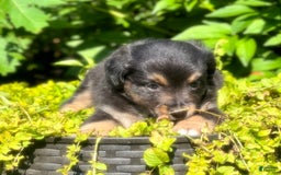 Miniature Australian Shepherd dogs for sale: Coal - Image 2