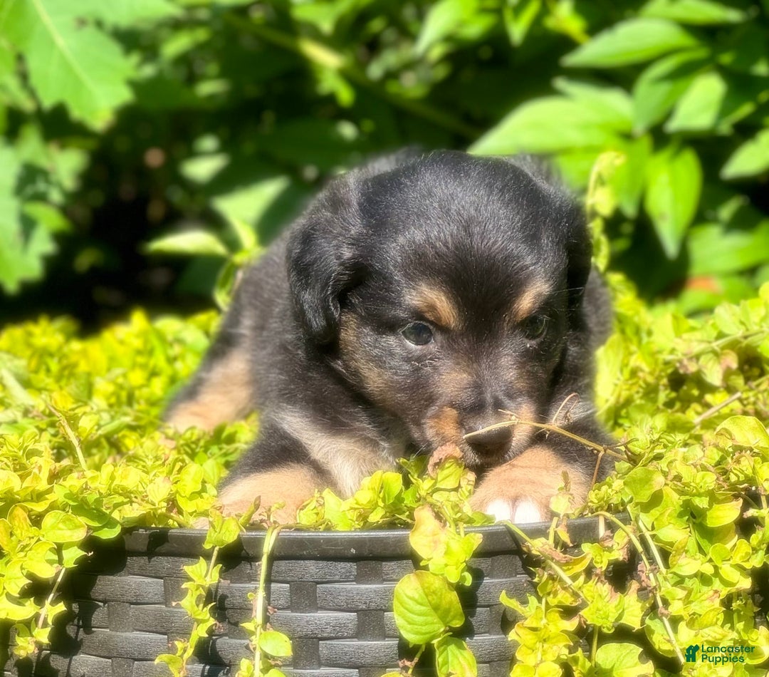 Miniature Australian Shepherd dogs for sale: Coal - Image 2